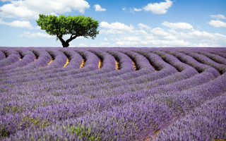 Lone tree lavender field impressionist - under a blue sky free wallpaper