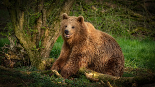 Brown bear in woods with 2 - free forest wallpaper