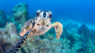 Turtle coral reef ocean blue - aquirax uno free wallpaper