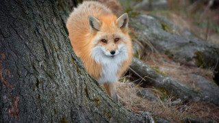 Red fox tree trunk forest - a red fox free wallpaper