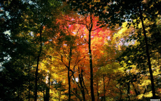 Autumn forest leaves falling stars - free forest wallpaper
