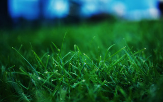 Grass blurry background tiltshift nature - a green grass field free wallpaper