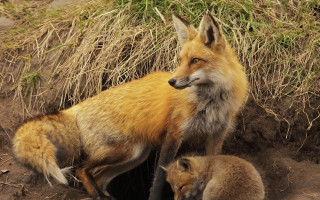 Fox cub dirt grass hole - her cub free wallpaper