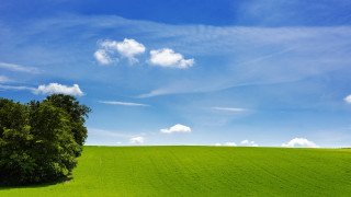 Lone tree green field blue 9 - a lone tree free wallpaper