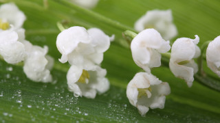 Flower water droplets green leaf 3 - a green leaf free wallpaper