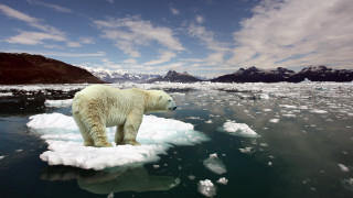 Polar bear ice floater mountains 2 - a polar bear free wallpaper for desktop