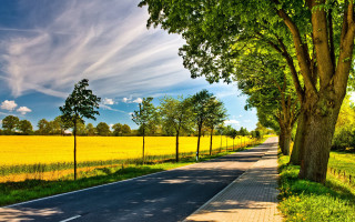 Road trees field blue sky - a field in the background free wallpaper
