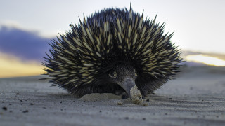 Bird head sand open beak - its beak open free wallpaper for desktop