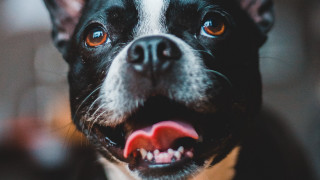 Dog open mouth tongue wide - maximalism free wallpaper