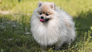 Small dog grass outdoor tongue - dof free wallpaper