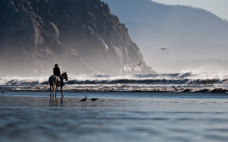 Horse beach ocean mountains birds - a horse free wallpaper