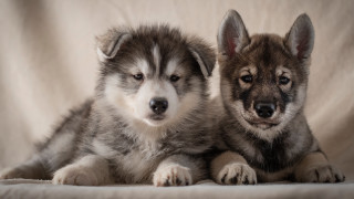 Two dogs laying white sheet - two dog free wallpaper