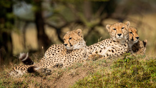 Cheetah hill wildlife blurry camouflage - wild free wallpaper for desktop