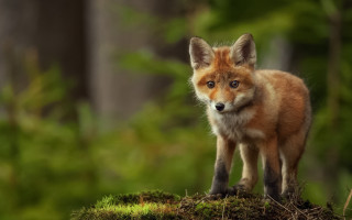 Small fox moss hill woods - a small fox free wallpaper