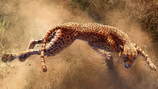 Cheetah running grass dinosaur fireworks - a cheetah free wallpaper