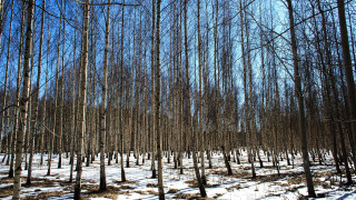 Snowy forest trees fence japanese - thin free wallpaper for desktop