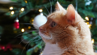 Christmas cat reindeer bokeh lights - ascii art free wallpaper