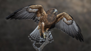Bird prey wings branch photorealism - a white line free wallpaper