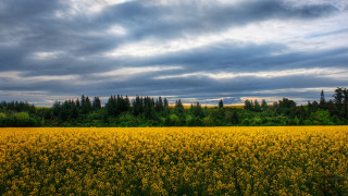 Yellow flowers cloudy sky forest - under a cloudy sky free wallpaper