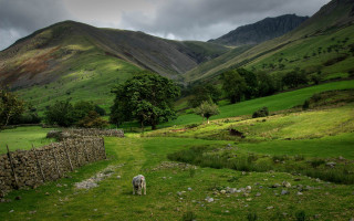Sheep grazing field mountains stone - free landscape wallpaper