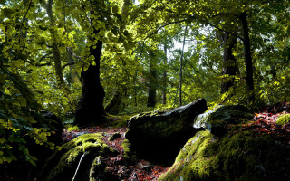 Mossy forest stream rocks trees - mossy free wallpaper for desktop