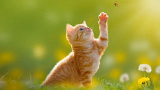 Kitten dandelion field butterfly blurry - a kitten free wallpaper