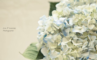 Blue white flower macro impressionism - soft color free wallpaper