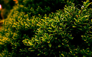 Bush green leaves sunlight streetlight - a bush free wallpaper for desktop
