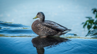 Duck water tree bush sky - a duck free wallpaper