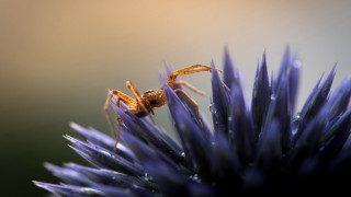 Spider purple flower water drops - a spider free wallpaper