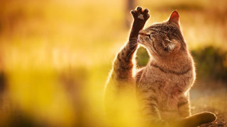Cat reaching branch paw up - sharp claw free wallpaper