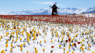 Windmill flowers mountains snow blue - free winter wallpaper