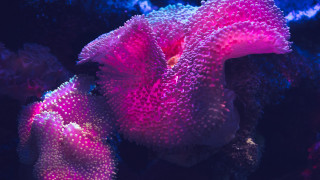 Coral fluorescent macro synchromism galaxy - fluorescent color free wallpaper