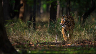 Tiger running forest grass trees - tall grass and trees free wallpaper for desktop