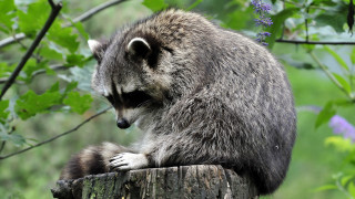 Raccoon tree stump forest blurry - a raccoon free wallpaper