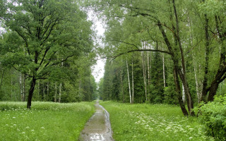 Wet road forest flower puddle - forest free wallpaper for desktop