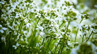 White flower field macro blurry - white flower free wallpaper