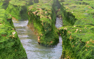 River moss rocks sheep nature 2 - sheep free wallpaper