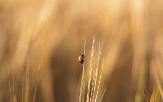 Small bug tall grass field - tall grass free wallpaper for desktop