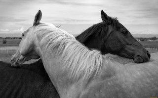 Horses field clouds monochrome naturalism - two horse free wallpaper