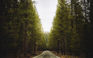 Forest road trees sign shallow - tall tree free wallpaper