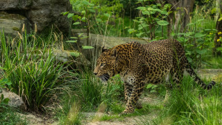 Leopard forest green bush rock - free cats wallpaper