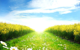 Flower field sky clouds path - cloud and sun beams free wallpaper