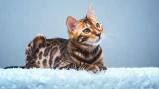 Curious cat fluffy blanket blue - maximalism free wallpaper