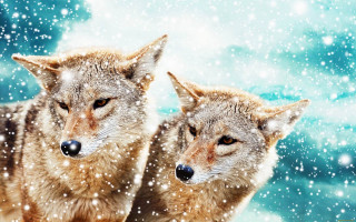 Gray wolves snow night blue - their eye free wallpaper for desktop