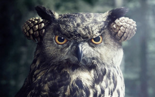 Owl pinecone head staring surreal - a pine cone free wallpaper