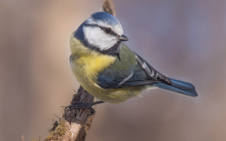 Blue yellow bird branch blurry - les automatiste free wallpaper