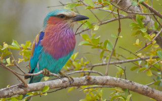 Colorful bird branch leaves vibrant - vibrant colour free wallpaper