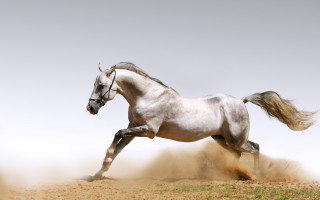 White horse running dust background - a dirt field free wallpaper