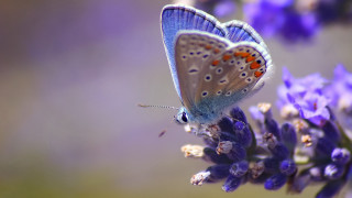 Blue butterfly purple flower macro - a blue butterfly free wallpaper